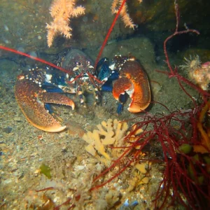 Homard